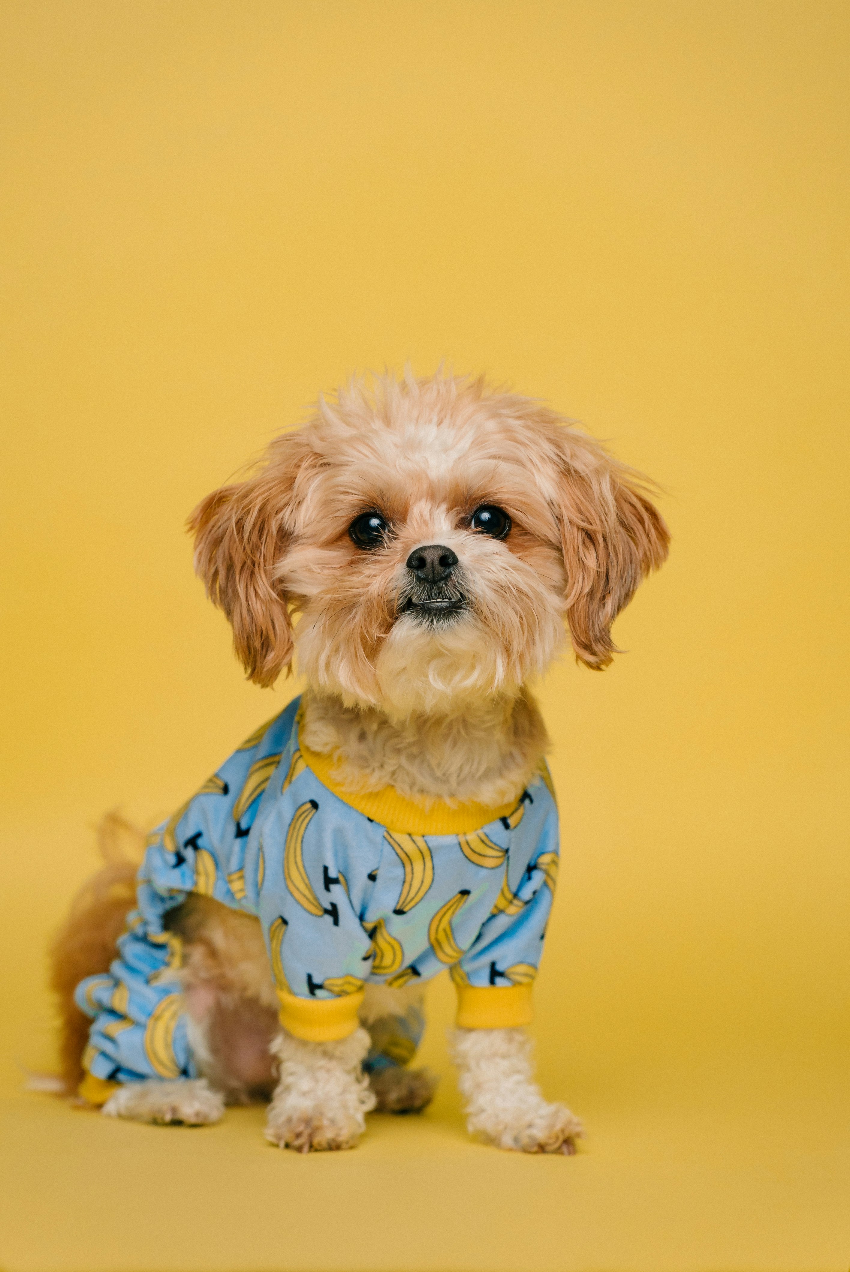 white and brown long coated small dog wearing blue and white polka dot shirt